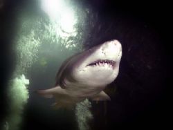 Smile for the camera!.........Sand Tiger shark taken on h... by Steve Baillie 